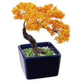MINIBON Mini Bonsai Kit — Momiji Japanese Maple